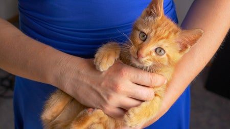 Cute shot of a frisky little baby cat during playtime with its owner