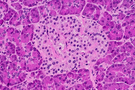 Pancreatic Islet