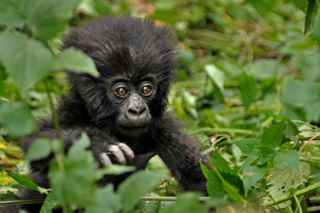 Baby mountain gorilla amongst green leaves