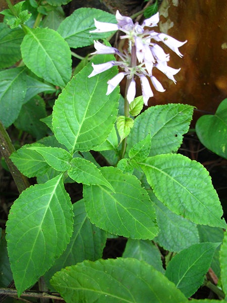 salvia plant