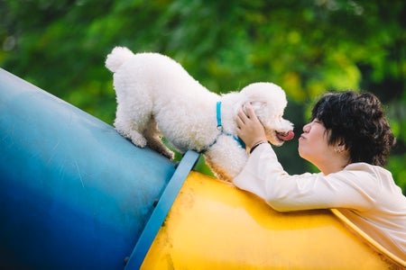 Female teenager playing with her toy poodle pet dog in the children playground