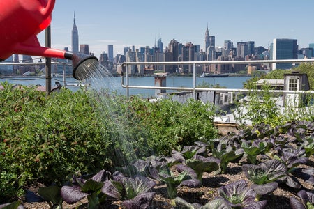 A watering can pours water on crops planted at a rooftop farm in New York City, the Manhattan skyline is seen in the background