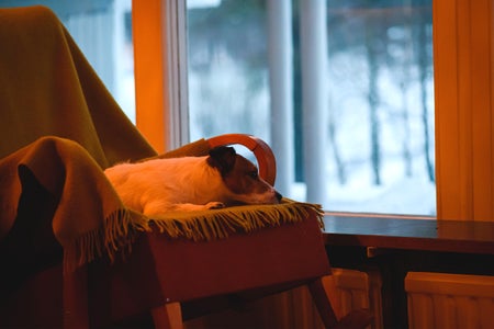 Sad dog on rocking chair looking through window at gloomy, blues winter day