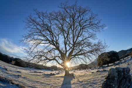 Winter sunrise shines through a bare tree in a field, photographed through a fisheye lens