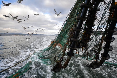 Fishing Trawler with seagulls following.