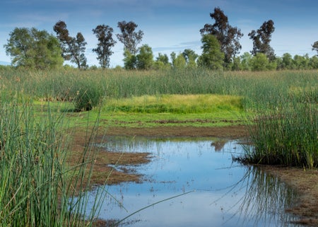 Aquatic ecosystem.