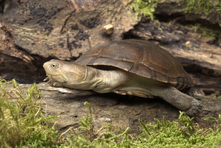 Turtle with outstretched head walking on rocks