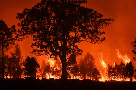 Silhouette of tree with blazing fire and flames in background.