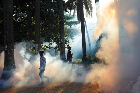 People wander admidst pesticide spray under trees.