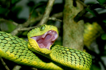 African green bush viper in a tree with open mouth