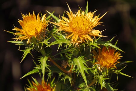 Carlina corymbosa, Clustered Carline Thistle