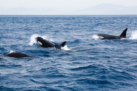 Three orcas in the ocean