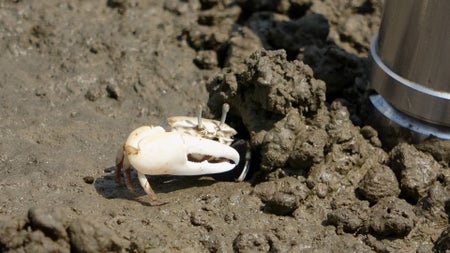 A crab on sand.