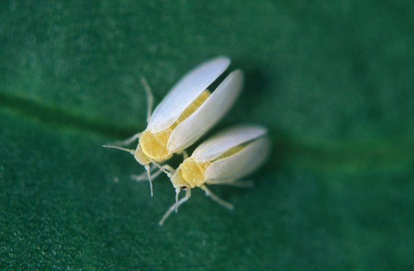 Two whiteflies against a green background