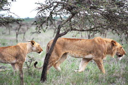 Two lions walking underneath short, wispy trees