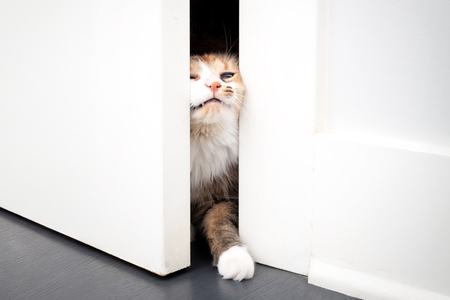 Funny cat opening door by squeezing the body through the small opening