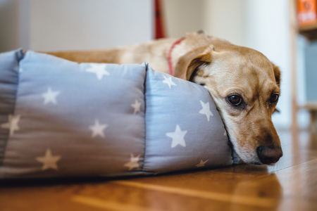 Small yellow dog laying down in his bed with star pattern